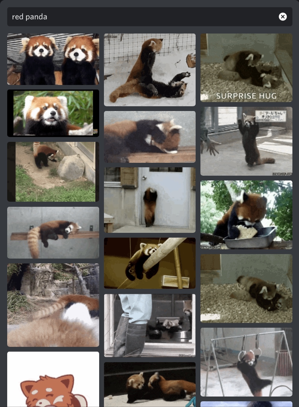 Image d'un résultat d'une recherche de GIF de pandas roux sur le sélecteur de GIF iOS